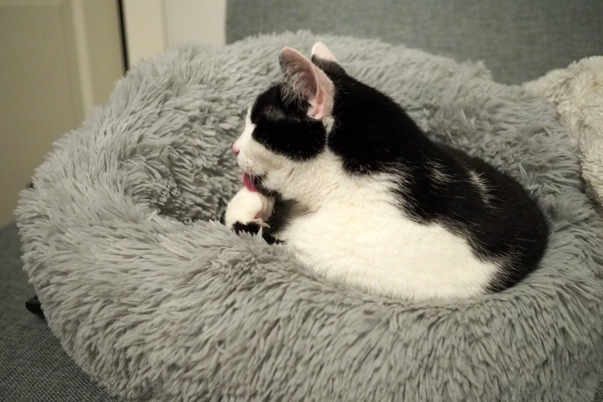 Mochi kissanpeti donitsin mallinen kissan pesä