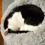 Kissa nukkuu mochi kissanpedissä