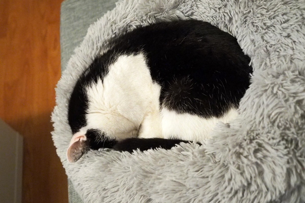 Kissa nukkuu mochi kissanpedissä